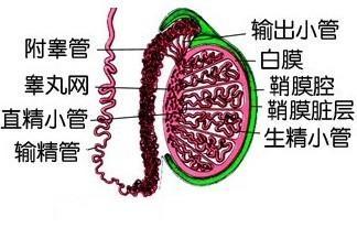 睾丸炎